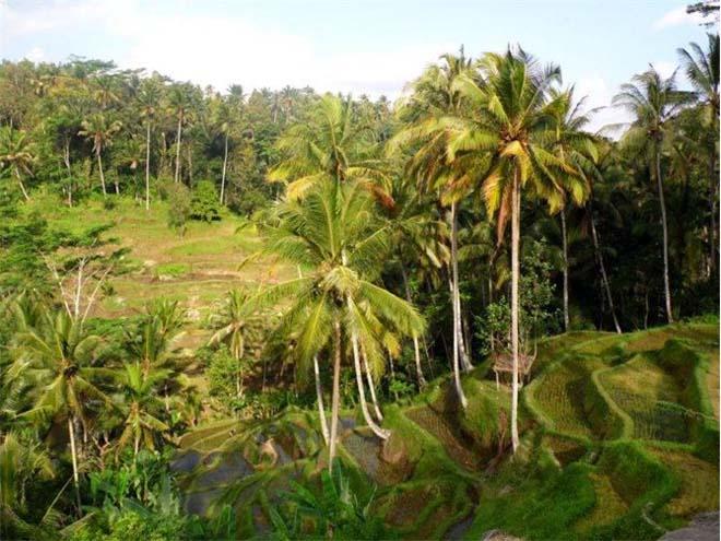 Rice Terraces © World Cruising Club http://www.worldcruising.com